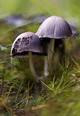 Image showing Mushrooms in forest