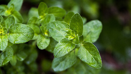 Image showing Twig of fresh oregano