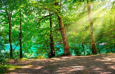 Image showing Forest and Biogradska Lake
