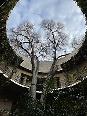 Image showing Tall tree growing through a circular opening in a roof