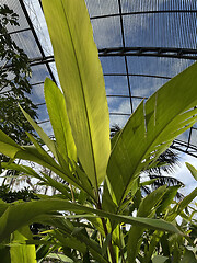Image showing Close up on the lush green leaves of a tropical plant growing under cover