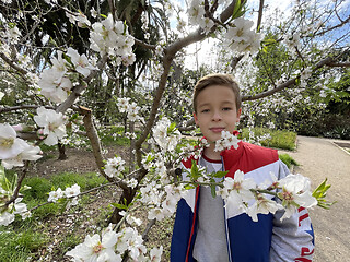 Image showing Smiling young boy standing amongst fresh white spring blossoms