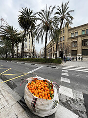 Image showing Open bag of fresh oranges or citrus fruit in a city street of Valencia, Spain