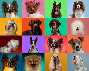 Image showing Creative collage of dogs against multicolored backgrounds