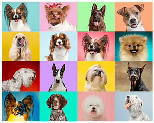 Image showing Creative collage of dogs against multicolored backgrounds