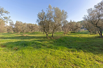 Image showing Olive Trees