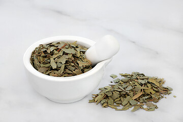 Image showing Boldo Herb Leaves Used in Herbal Medicine