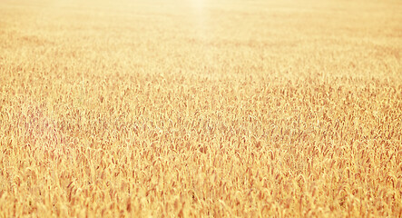 Image showing cereal field with spikelets of ripe rye or wheat