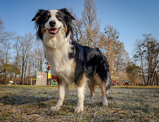 Image showing Australian Shepherd Dog at park