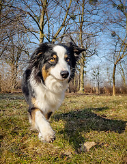 Image showing Australian Shepherd Dog at park