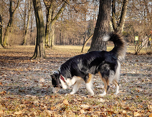 Image showing Australian Shepherd Dog at park