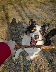 Image showing Australian Shepherd Dog at park