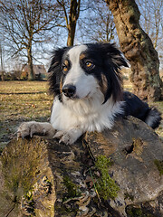 Image showing Australian Shepherd Dog at park