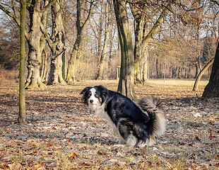 Image showing Australian Shepherd Dog at park