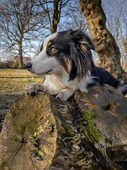 Image showing Australian Shepherd Dog at park