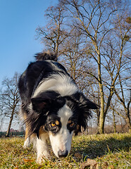 Image showing Australian Shepherd Dog at park