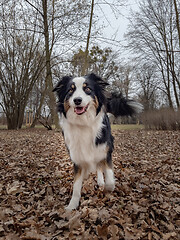 Image showing Australian Shepherd Dog at park