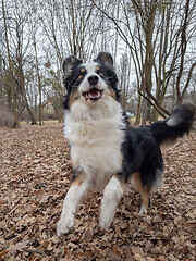 Image showing Australian Shepherd Dog at park