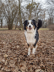 Image showing Australian Shepherd Dog at park