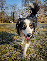 Image showing Australian Shepherd Dog at park