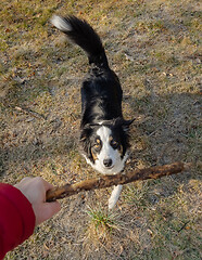 Image showing Australian Shepherd Dog at park