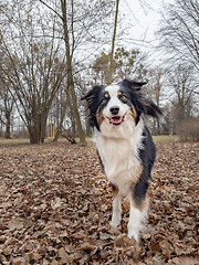 Image showing Australian Shepherd Dog at park