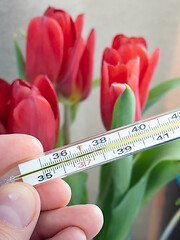 Image showing Hand holding medical thermometer