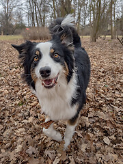 Image showing Australian Shepherd Dog at park