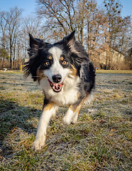 Image showing Australian Shepherd Dog at park