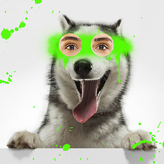 Image showing Contemporary artwork collage concept. Portrait of dog with human eyes, graffity style