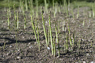 Image showing Asparagus harvest