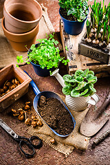 Image showing Spring time, replanting plants - herbs, flowers and plants in pots, green garden on a balcony