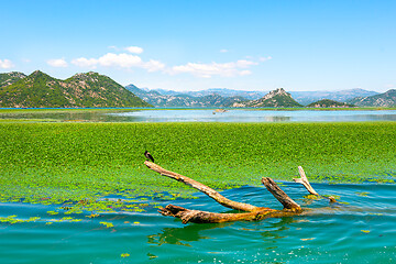 Image showing Wood log in Skadar Lake