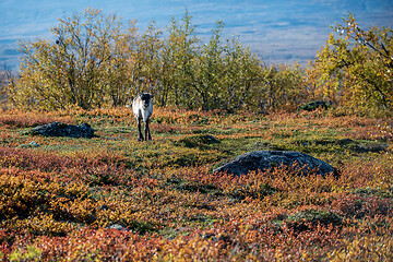 Image showing A reindeer in autumn nordic nature. Northern Sweden