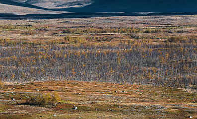 Image showing Autumn landscape with birch forest. Northern Sweden