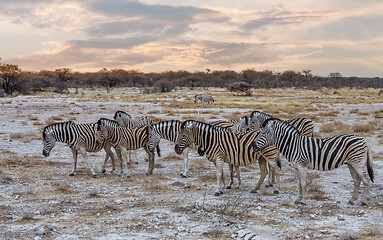 Image showing Zebra in african bush. Africa safari