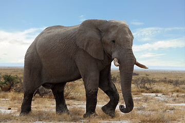 Image showing big african elephants on Etosha national park