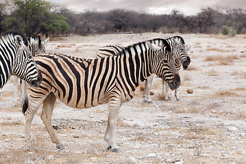 Image showing Zebra in african bush. Africa safari