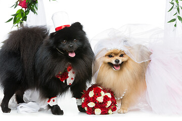 Image showing dog wedding couple under flower arch