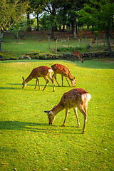 Image showing Sika deers in Nara Park, Japan