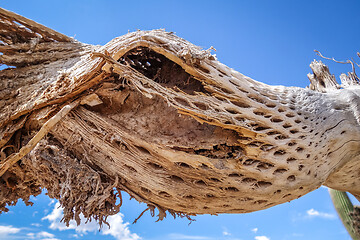 Image showing Dry giant cactus in the desert, Argentina