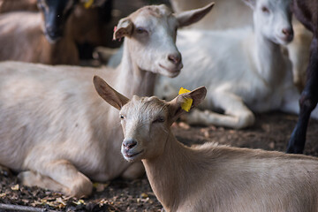 Image showing goats in farm