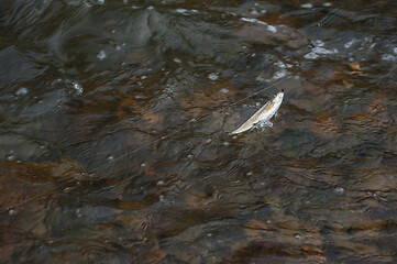 Image showing Caught grayling fish