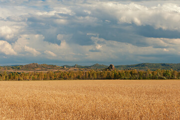 Image showing wheat field on sunset