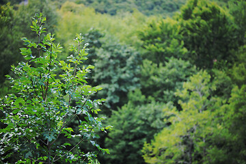 Image showing forest green nature background