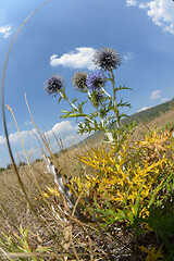 Image showing summer landscape