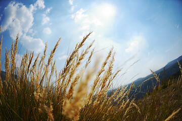 Image showing summer landscape