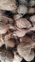 Image showing Pile of coconuts 