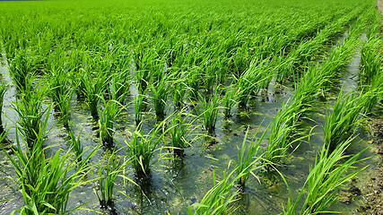 Image showing Young fresh green paddy field