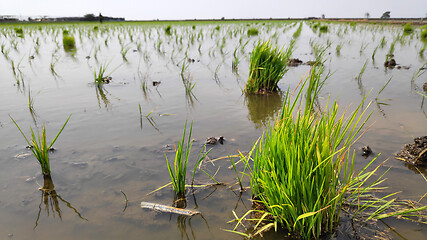 Image showing Paddy field platation season